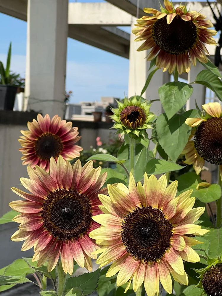 'Magic Flute' Ornamental Sunflower
