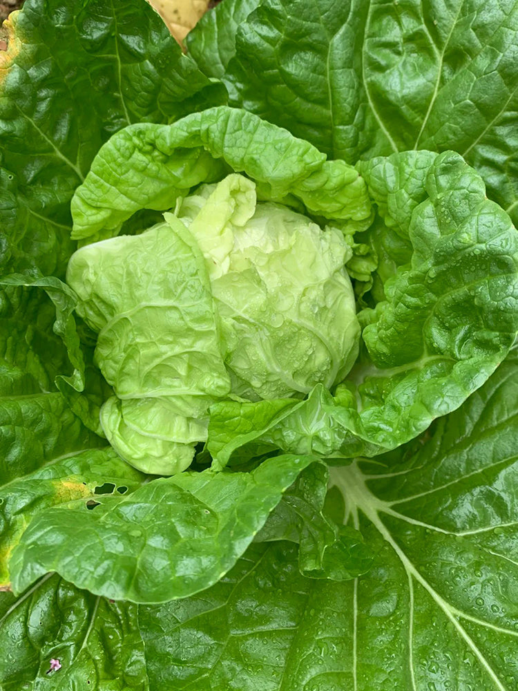 Jiajiale Heading Cabbage