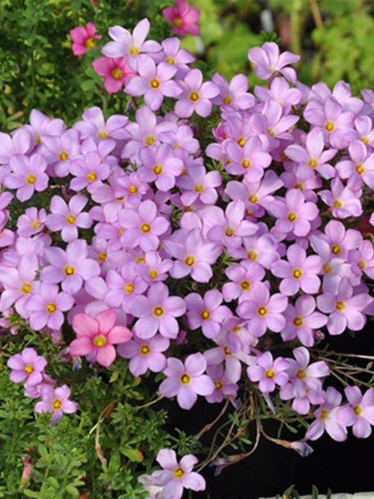 Oxalis hirta Series Bulb - 'Pale Lavender'
