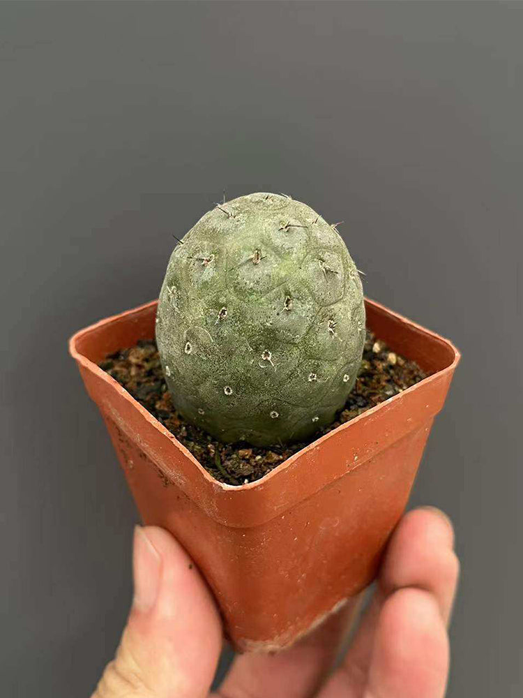 Tephrocactus geometricus