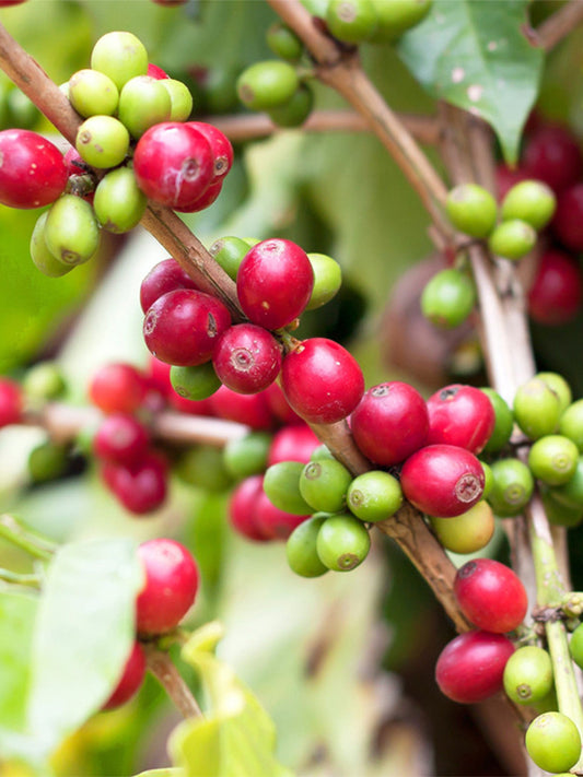 Yunnan Pu'er Catimor Parchment Coffee