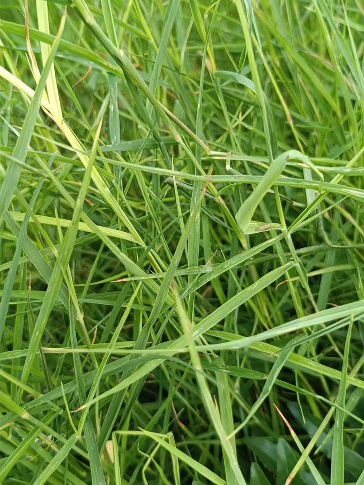 Bermudagrass