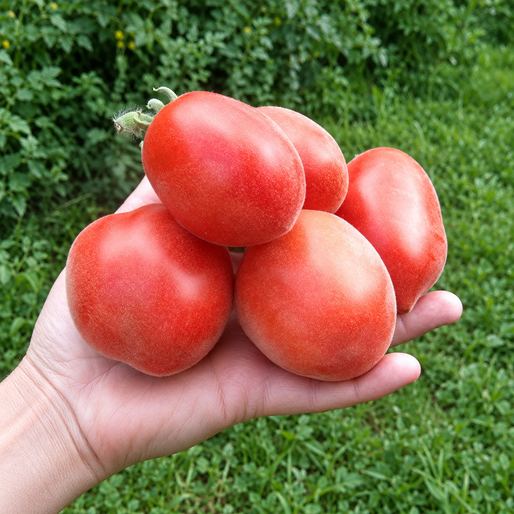350 Scheherazade Woolly Tomato