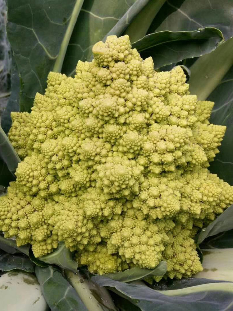 Dutch White Pagoda Cauliflower