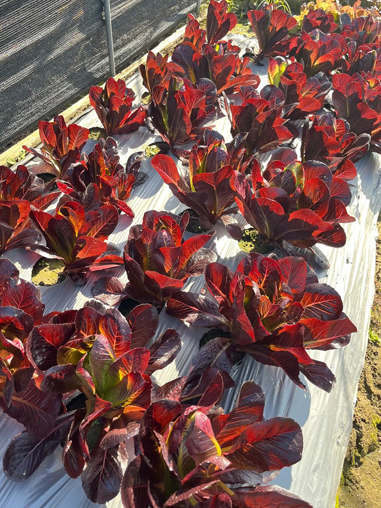 'Jing Zique' Lettuce