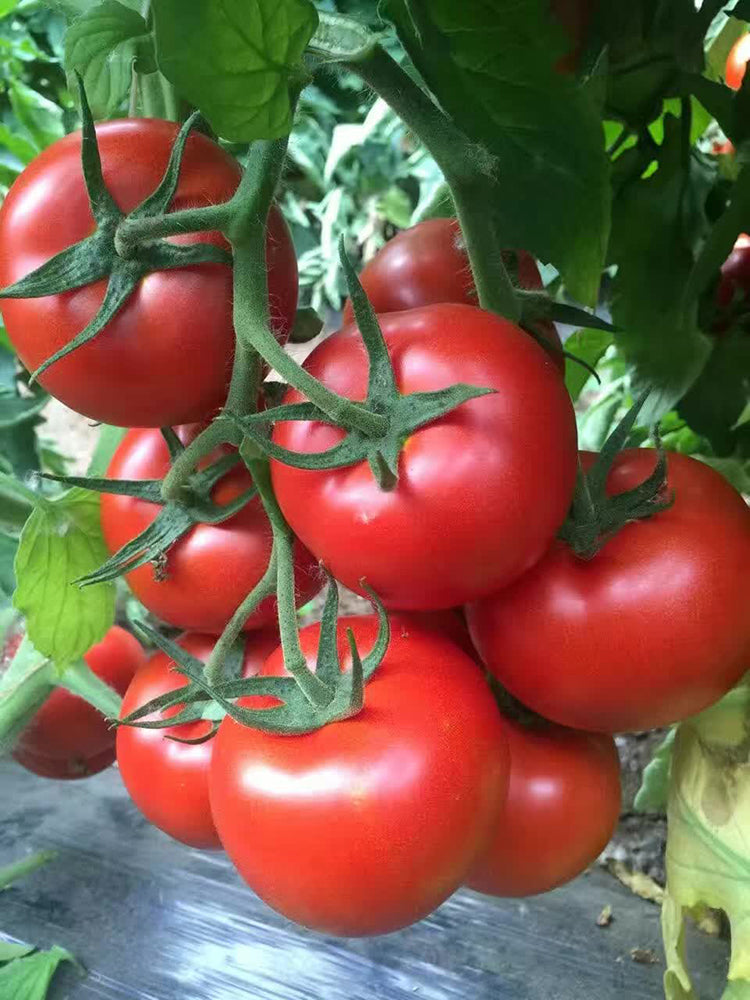Belia Tomato