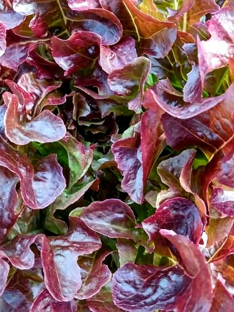 Red Maple Oak Leaf Purple Lettuce