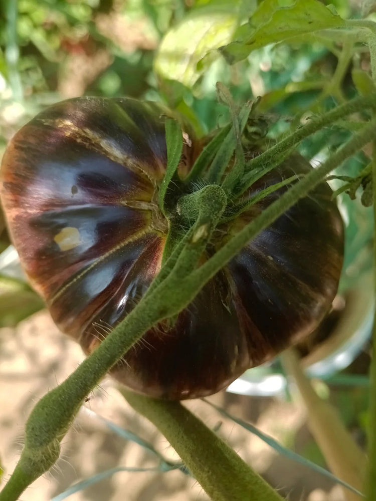 Martha Starfighter Tomato
