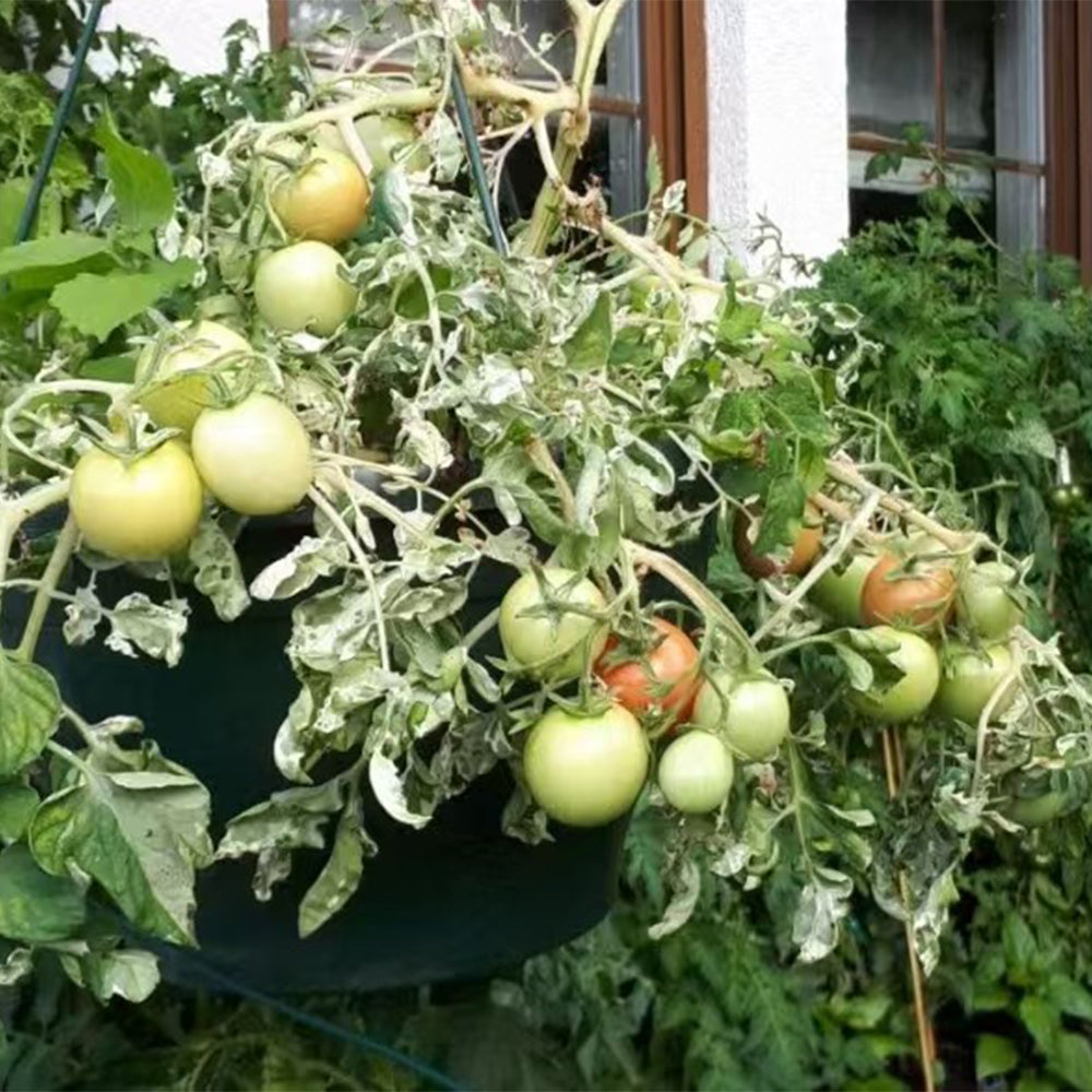 844 Micro Dwarf Frosted Basket Tomato