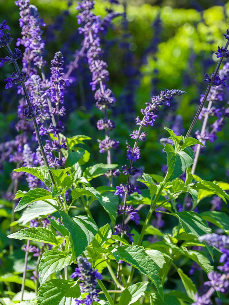 Hezhichun Blue Sage