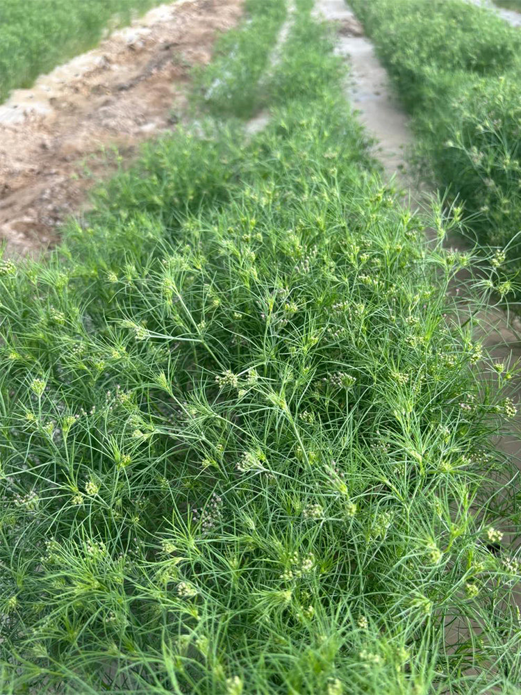 Cumin