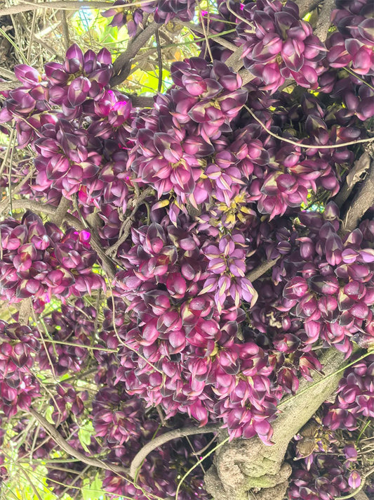 Evergreen Mucuna