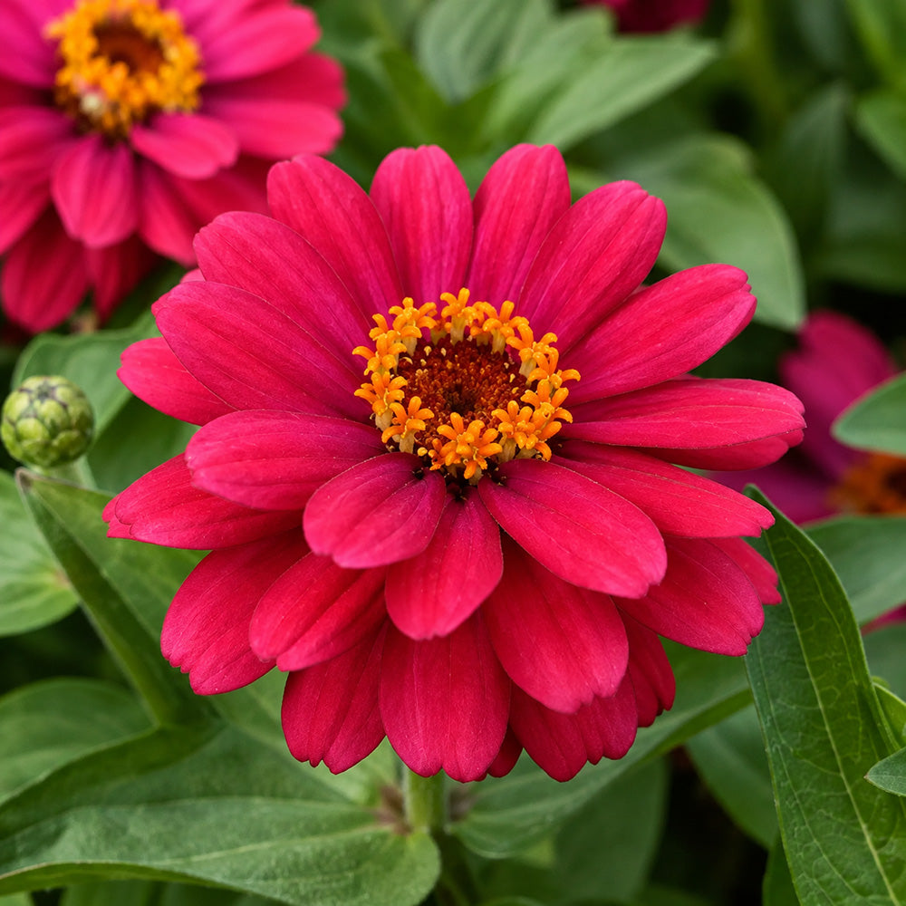 W1338 Double Zahara Cherry Zinnia