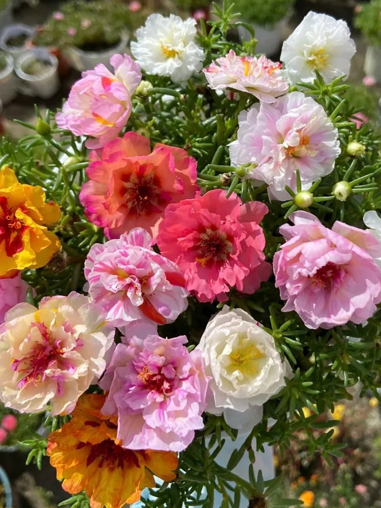Double Flowered Mix Moss Rose
