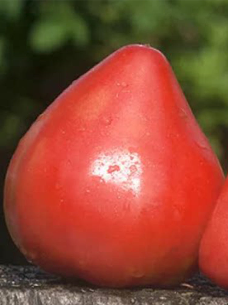 Elegant Goddess Tomato