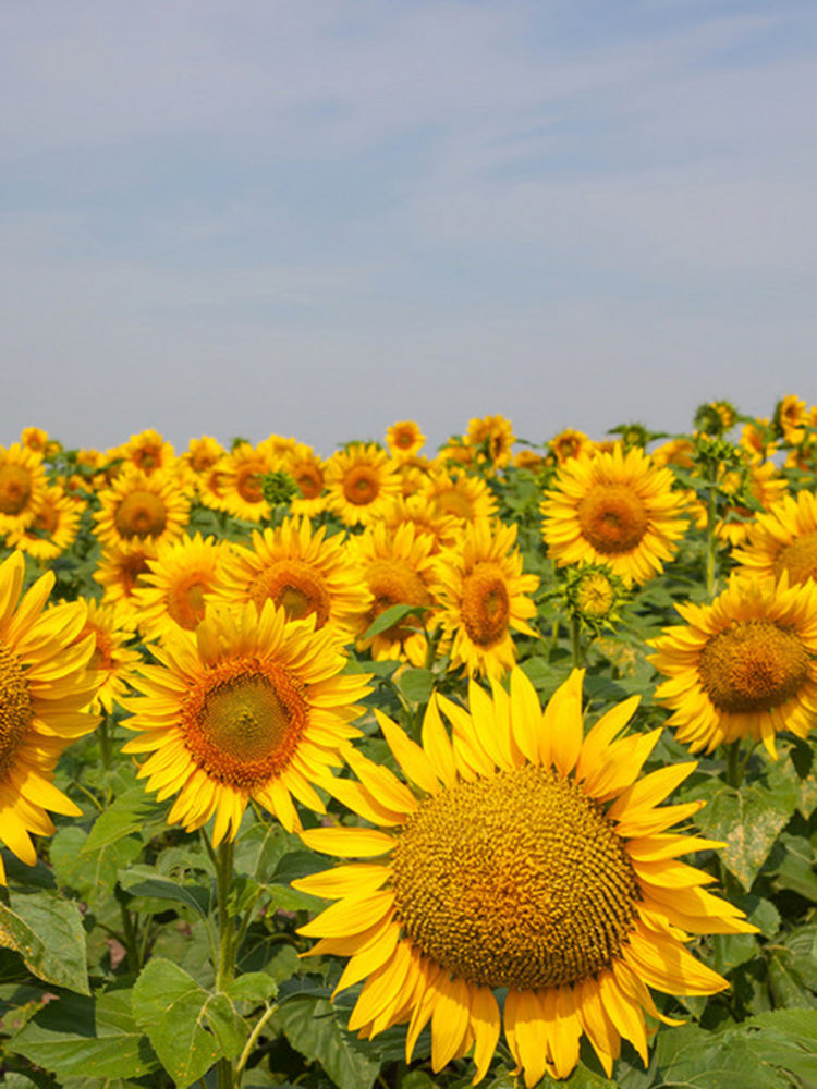Super Giant Edible Sunflower