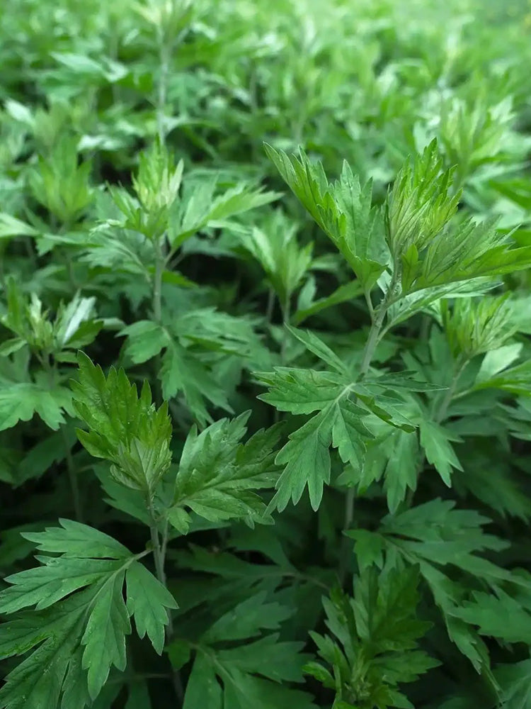 Fragrant Artemisia