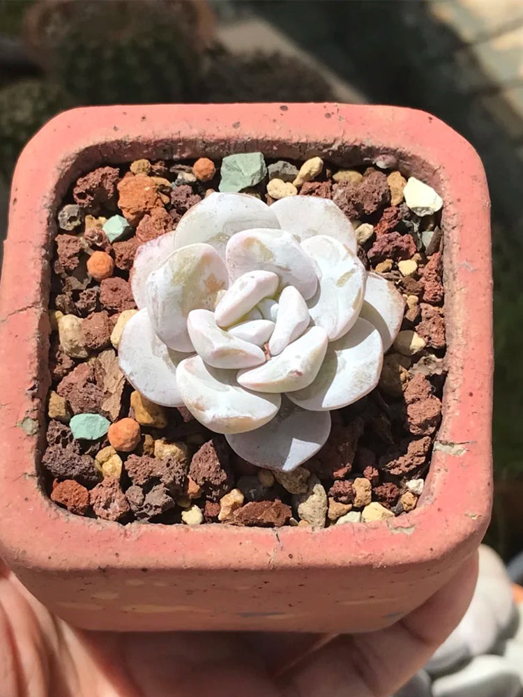 Echeveria laui