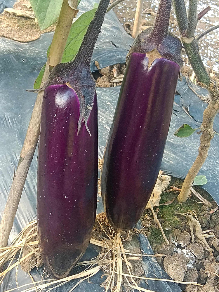 Chongqing Early No.1 Purple-Red Eggplant