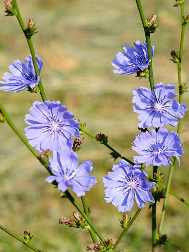 Coffee Chicory