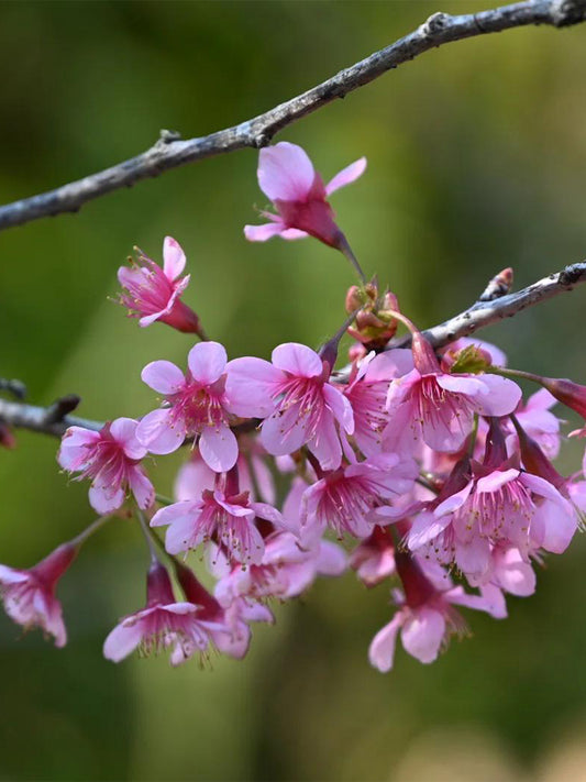 Winter Cherry