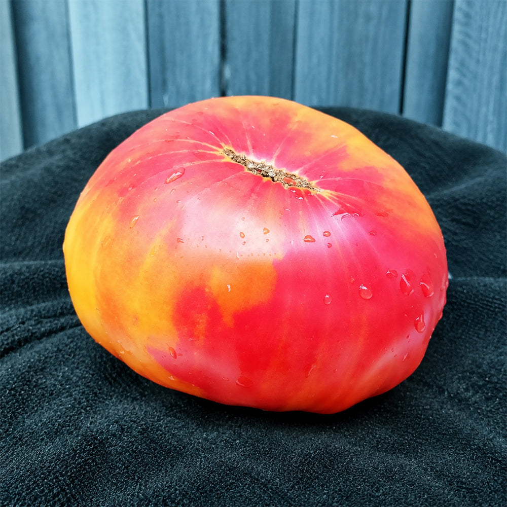 309 Manhattan Bicolor Tomato