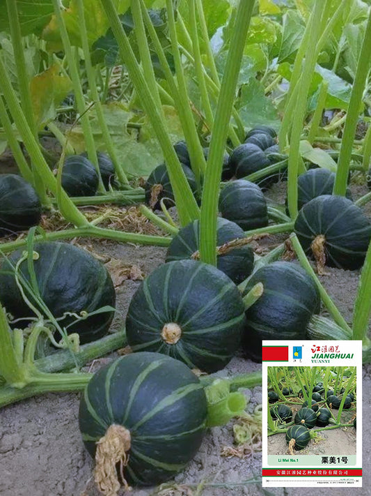 'Li Mei No. 1' Baby Pumpkin
