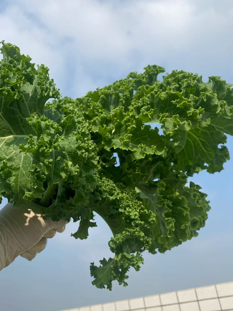 Curly Kale