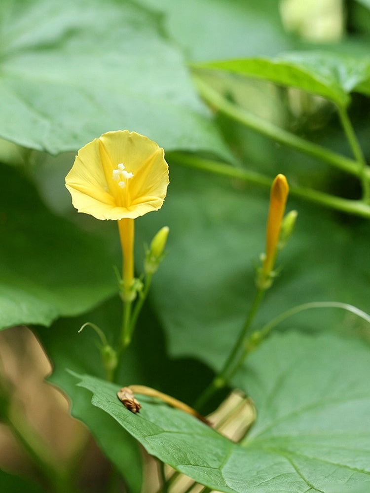 Yellow Little Cow Morning Glory