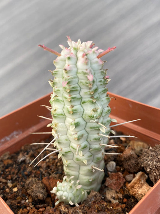 Euphorbia mammillaris 'Variegata'