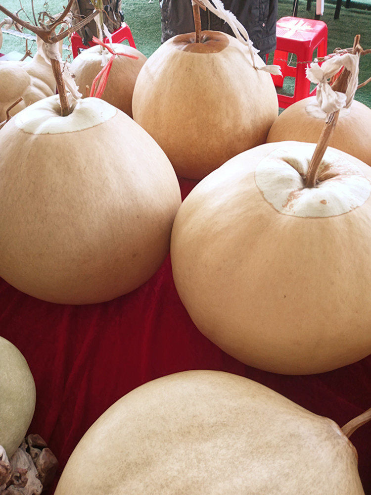 Extra Large Bottle Gourd