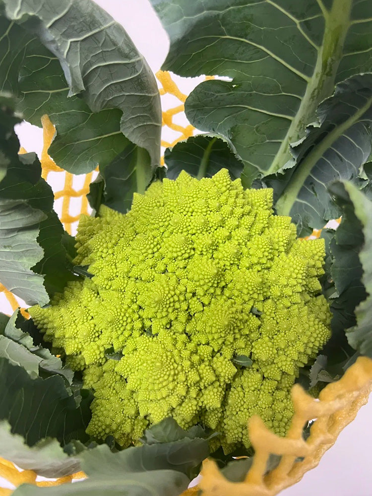 Green Romanesco