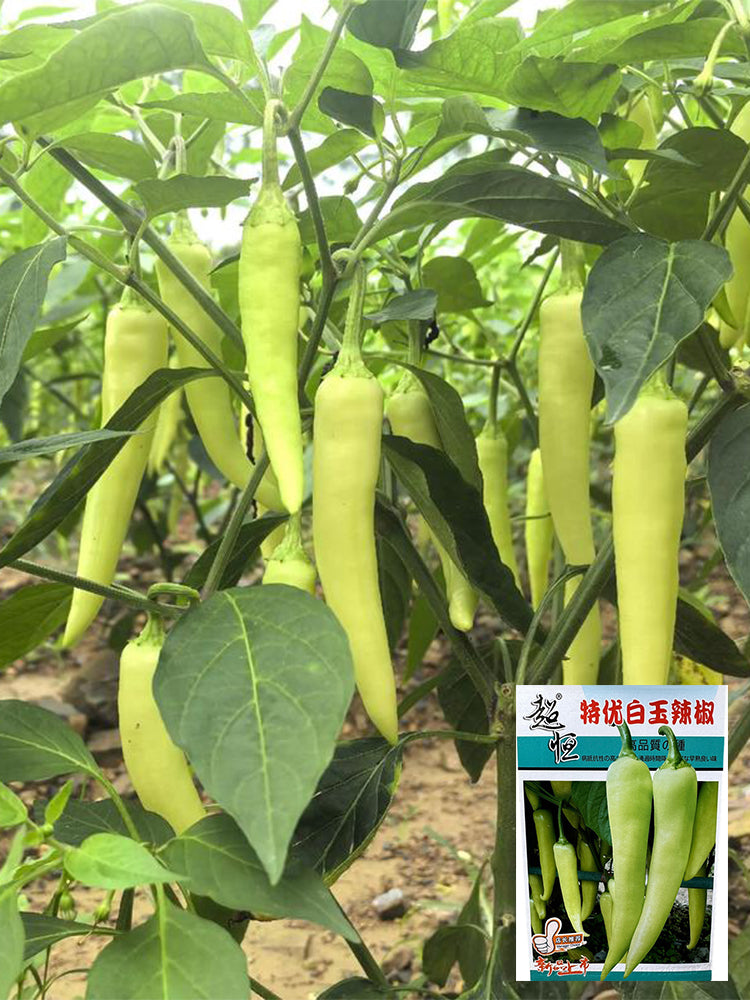 Guangxi White Jade Chili