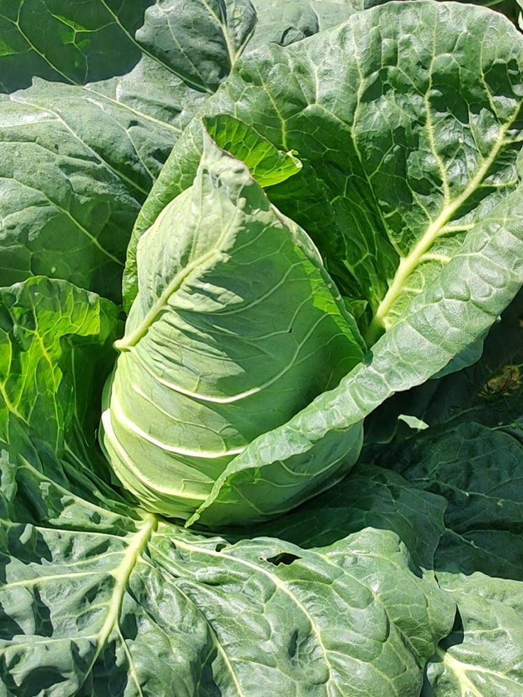 Huachun Oxheart Cabbage