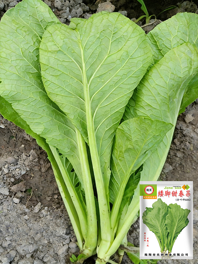 Dwarf Sweet Spring Choi