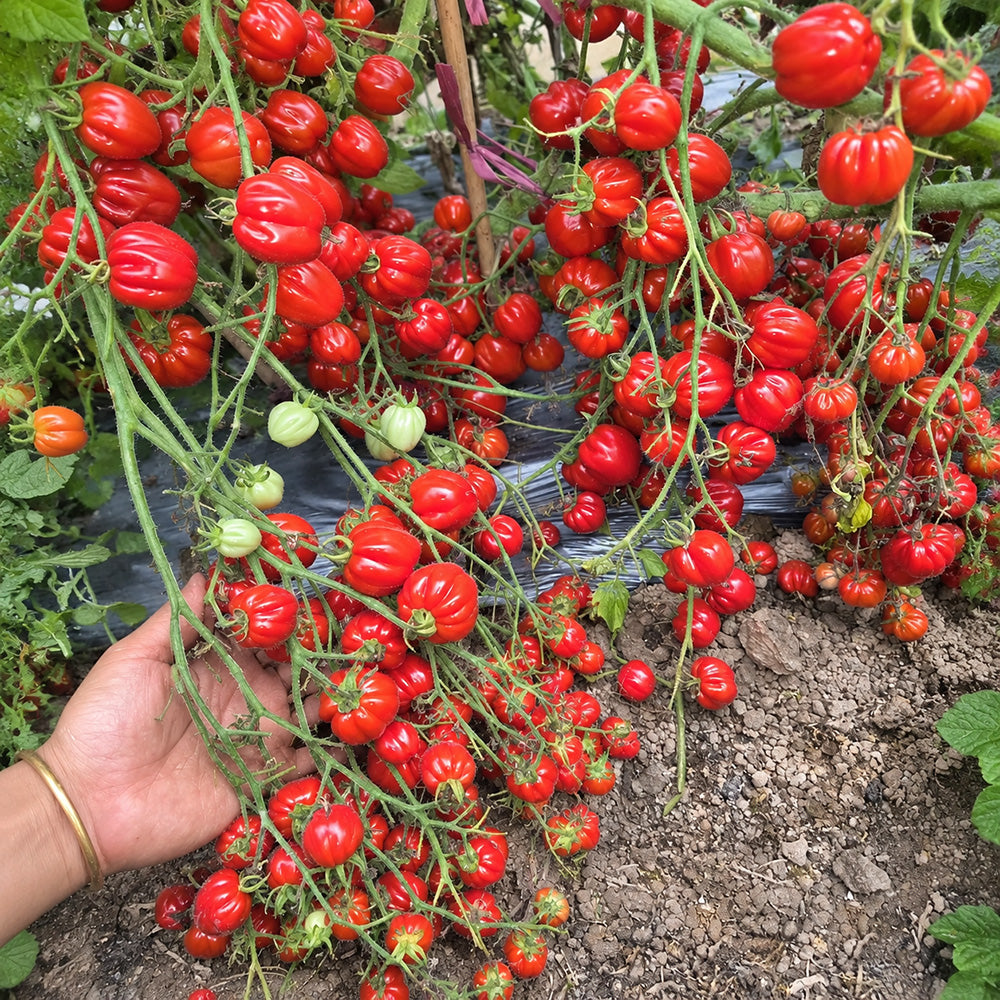 115 Cherry Accordion Tomato