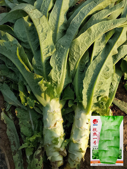 Heat-Resistant No.1 Stem Lettuce