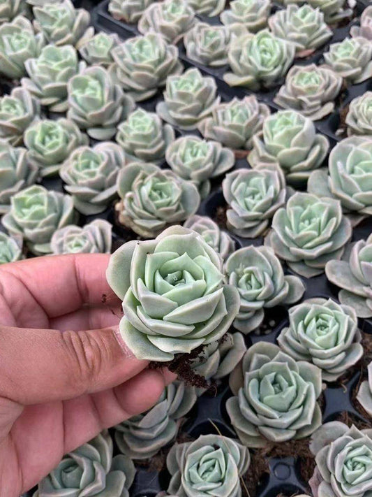 Graptoveria 'Lovely Rose'