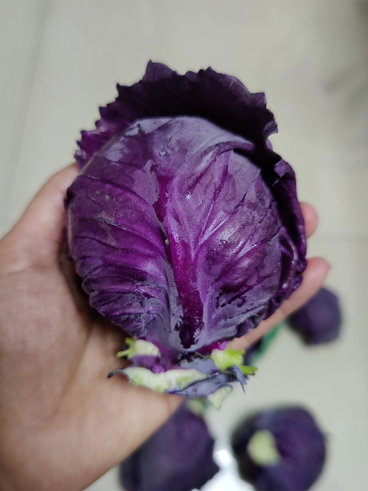 'Purple Crystal' Cabbage