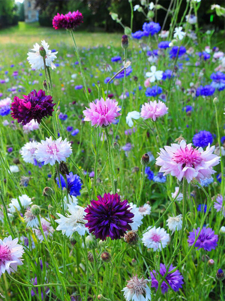Hezhichun Mixed Color Cornflower
