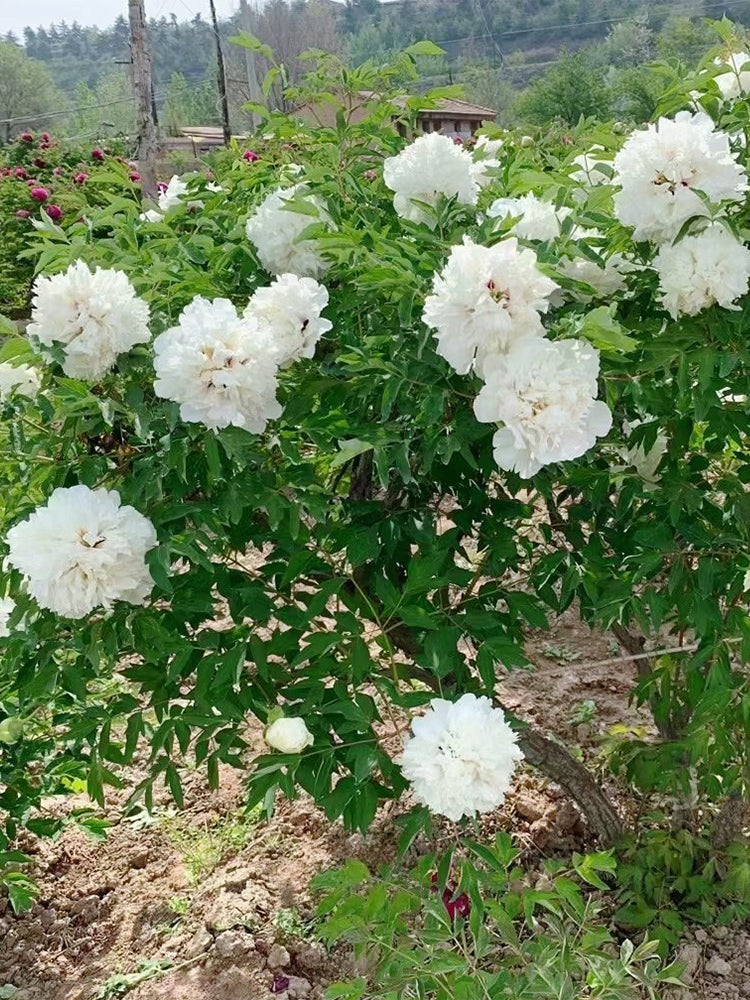 Purple-spotted Peony Mixed