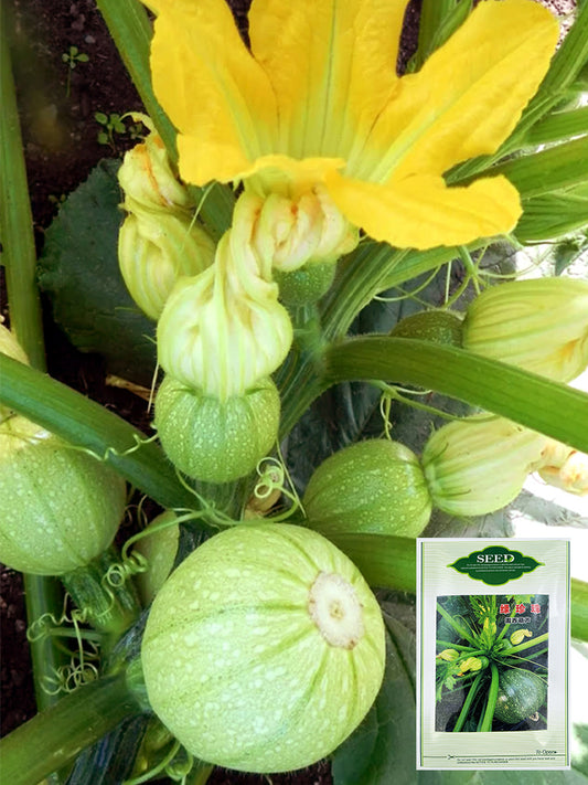Green Pearl Zucchini