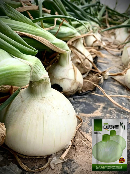 White Bulb Onion