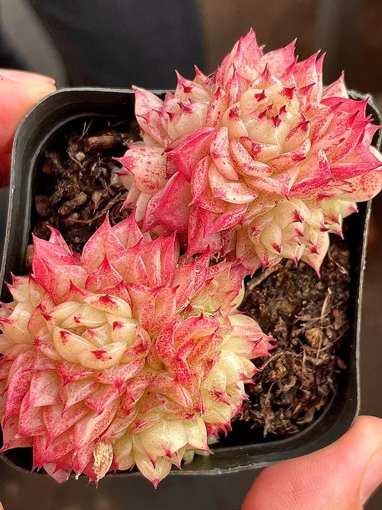 Echeveria 'Beninoturu'