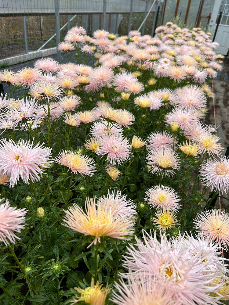 Aster 'Valkyrie Brunhilde Chamois'