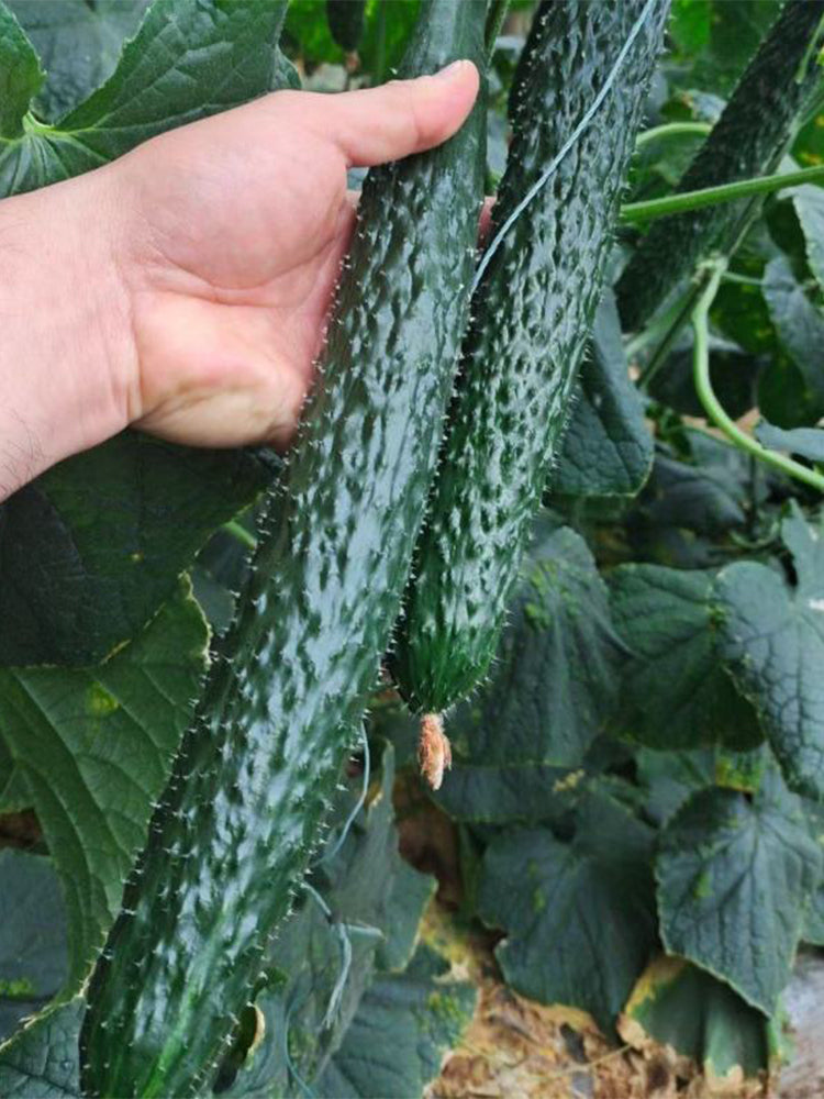 ‘Green Dragon F1 · 188' Cucumbers (Cucumis sativus L.)