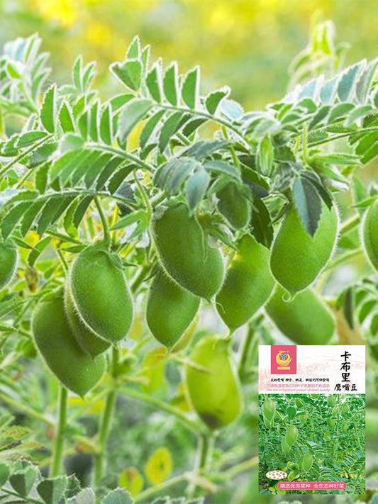 Kabuli Chickpea