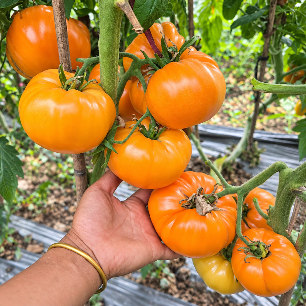 431 Apricot Brandy Tomato