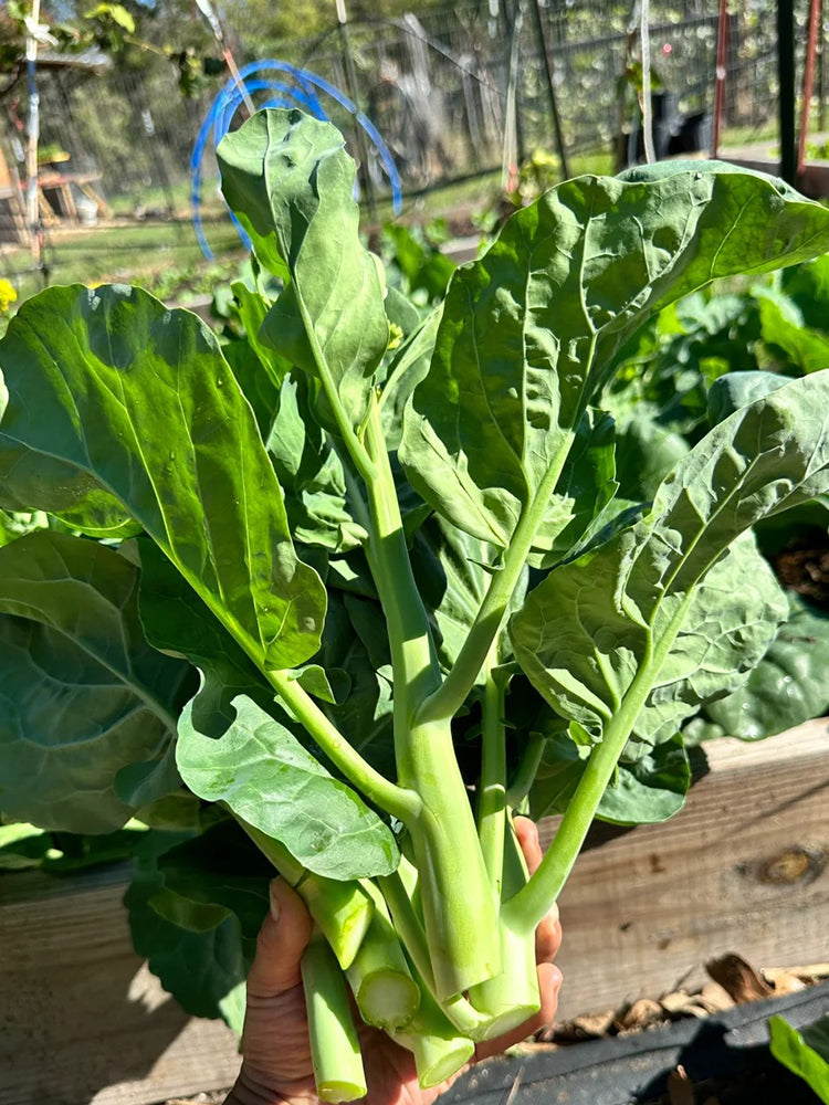 MeiBao Chinese Kale