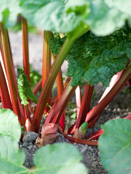 Garden Rhubarb